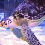 Green sea turtle gets relief from “bubble butt” syndrome thanks to 3D printing