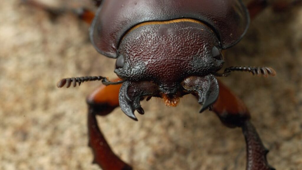 Up close and personal with the stag beetle in A Real Bug’s Life S2