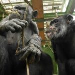 Peeing is contagious among chimps