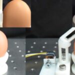 This mantis shrimp-inspired robotic arm can crack an egg