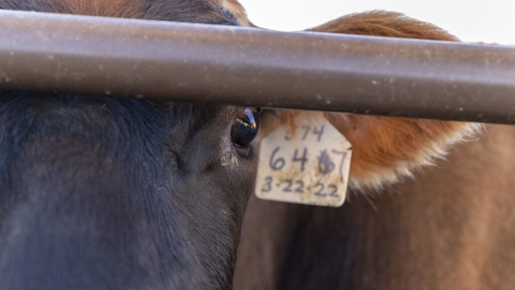 H5N1 testing in cow veterinarians suggests bird flu is spreading silently