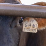 H5N1 testing in cow veterinarians suggests bird flu is spreading silently