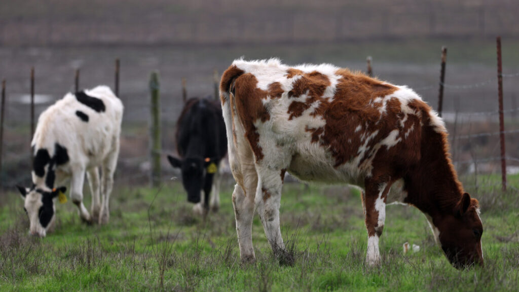 Bird flu strain that just jumped to cows infects dairy worker in Nevada