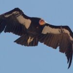 Return of the California Condor