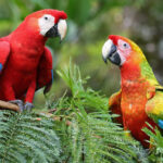 Parrots struggle when told to do something other than mimic their peers