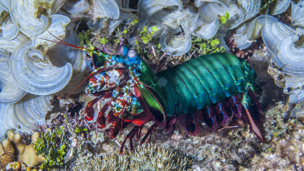 The seemingly indestructible fists of the mantis shrimp can take a punch