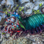 The seemingly indestructible fists of the mantis shrimp can take a punch