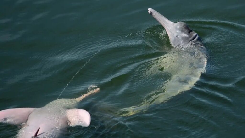 Let us spray: River dolphins launch pee streams into air