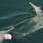 Let us spray: River dolphins launch pee streams into air