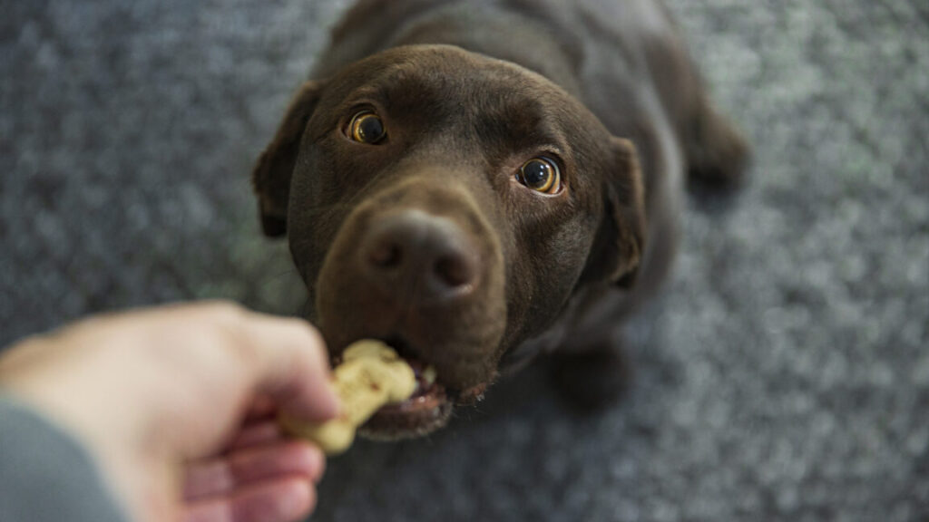 Have we accidentally bred some dogs for obesity?