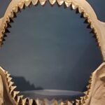 Study: Megalodon’s body shape was closer to a lemon shark