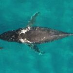 How whale urine benefits the ocean ecosystem