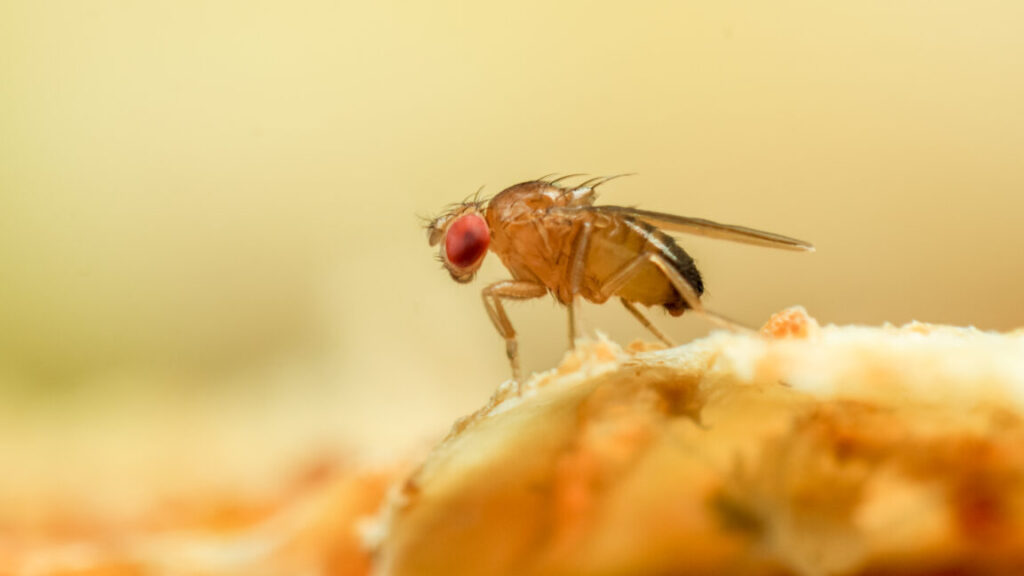 Some flies go insomniac to ward off parasites