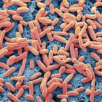 A dangerous E. coli strain has emerged; a small mutation may explain its rise