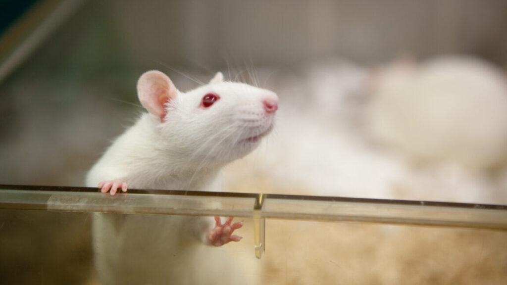 Scientists figure out how the brain forms emotional connections