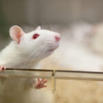 Scientists figure out how the brain forms emotional connections