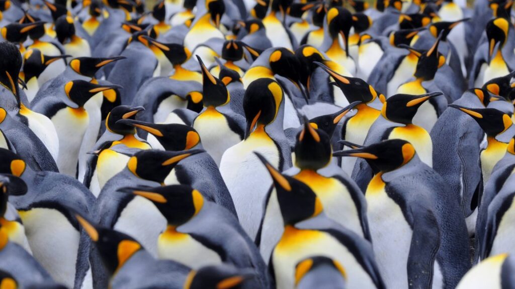 Penguin poop may help preserve Antarctic climate