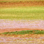 How farmers can help rescue water-loving birds