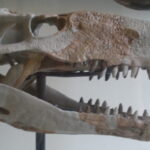 Carnivorous crocodile-like monsters used to terrorize the Caribbean