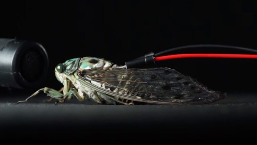 Cyborg cicadas play Pachelbel’s Canon