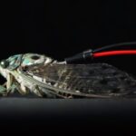 Cyborg cicadas play Pachelbel’s Canon