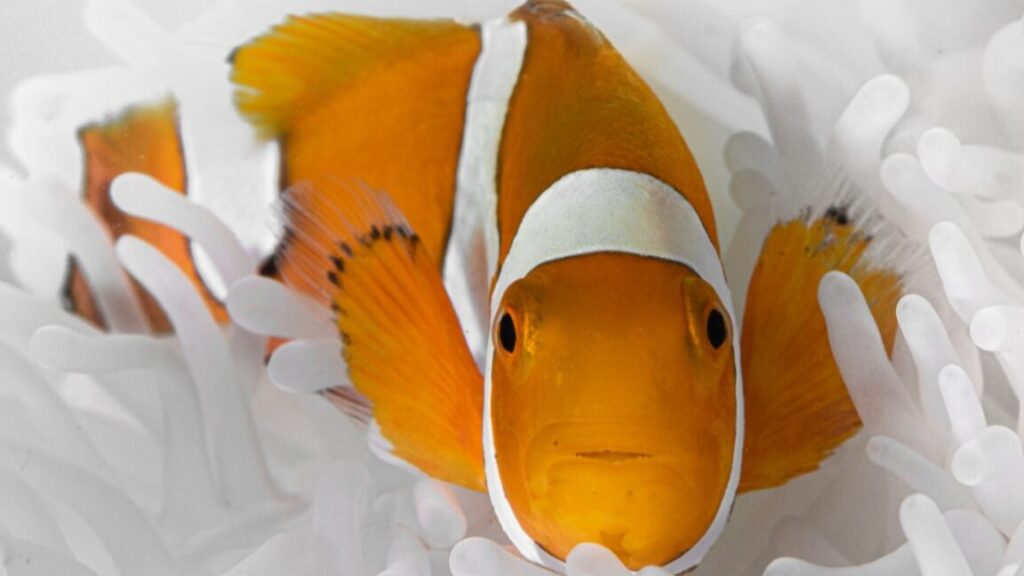 Incredible shrinking clownfish beats the heat