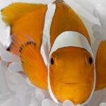 Incredible shrinking clownfish beats the heat