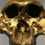 Enigmatic hominin species studied using 2 million-year-old proteins