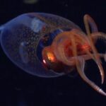 Research roundup: Tattooed tardigrades and splash-free urinals