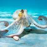 The nine-armed octopus and the oddities of the cephalopod nervous system