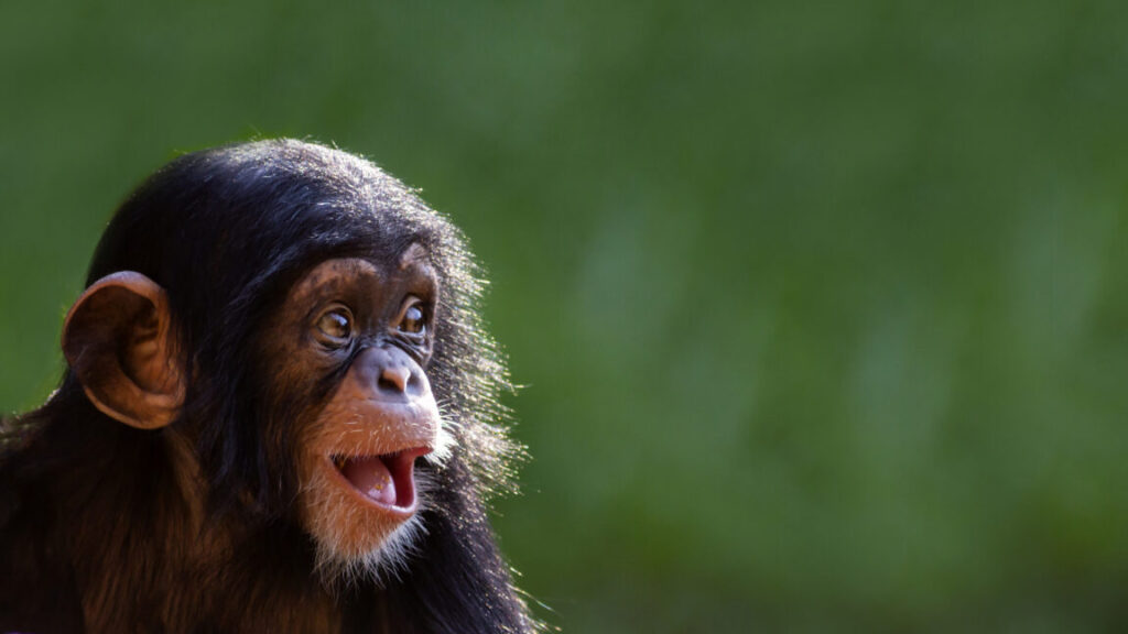 The “online monkey torture video” arrests just keep coming