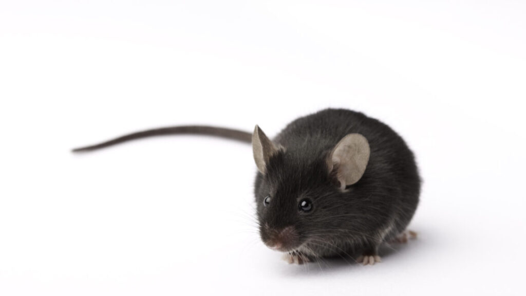 Experimental retina implants give mice infrared vision