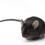 Experimental retina implants give mice infrared vision