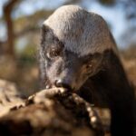 Delightfully irreverent Underdogs isn’t your parents’ nature docuseries